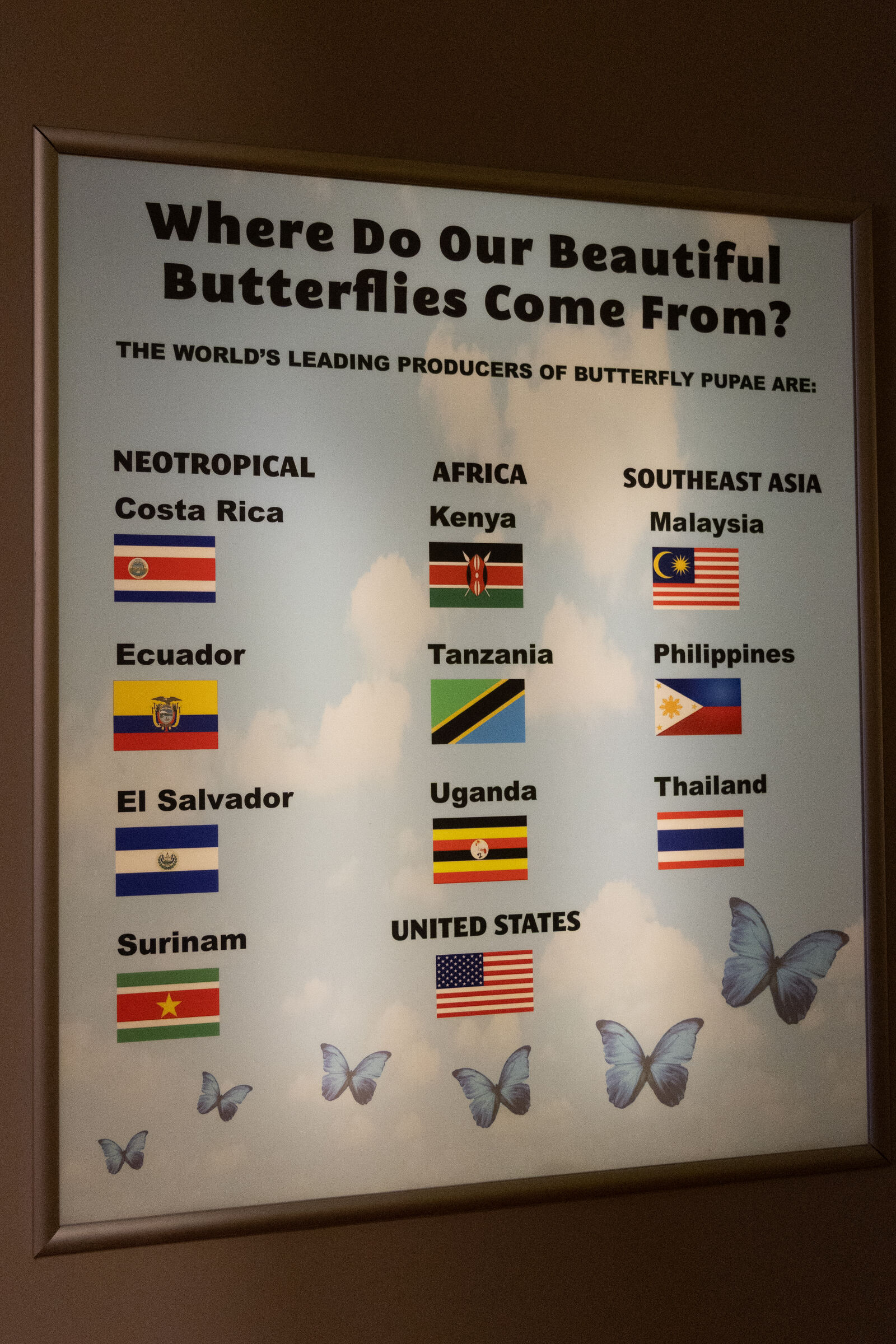 Butterfly museum